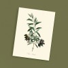 Affiche Olive picholine - 30x40cm