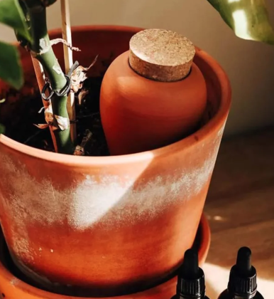 Olla Pepin - Terre cuite