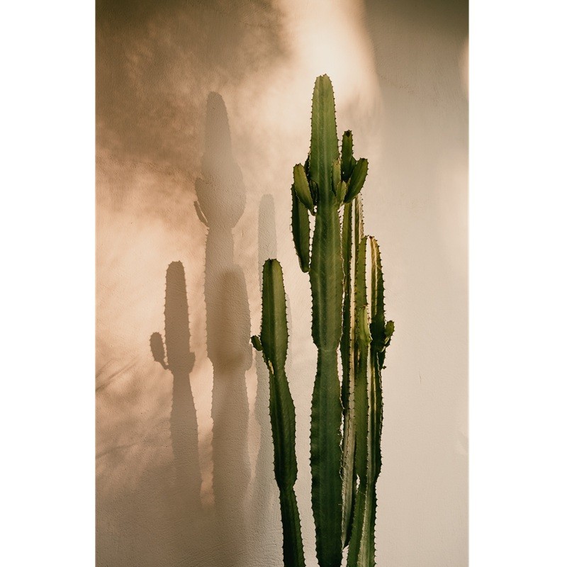Affiche 40x60 - Cactus Shadow - David & David Studio