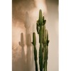 Affiche 40x60 - Cactus Shadow - David & David Studio