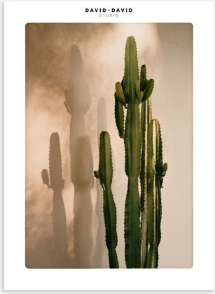 Affiche 40x60cm - Cactus Shadow - David & David Studio