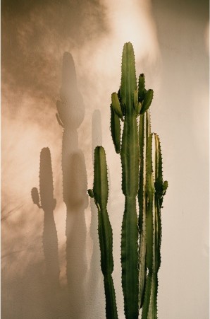 Affiche 40x60cm - Cactus Shadow - David & David Studio