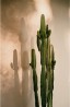 Affiche 40x60cm - Cactus Shadow - David & David Studio