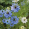 Pour toi maman - Graines de nigelle de La fabrique à sachets
