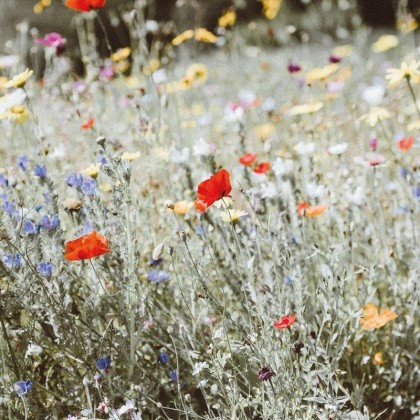 Sachet de graines - Un champs de fleurs