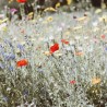 Sachet de graines - Un champs de fleurs
