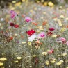 Des fleurs pour dire merci - Graines de fleurs des champs de La fabrique à sachets