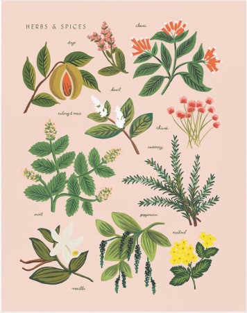 Affiche 20 x 25cm - Herbs and Spices