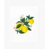 Affiche 20 x 25cm - Lemon blossom