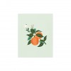 Affiche 20 x 25cm - Orange blossom